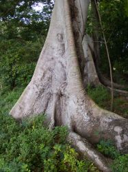 HofiMango_20110407_011